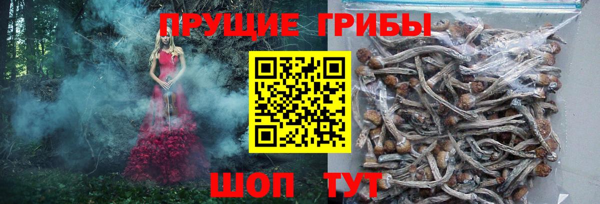 Галлюциногенные грибы Psilocybine cubensis Тихорецк